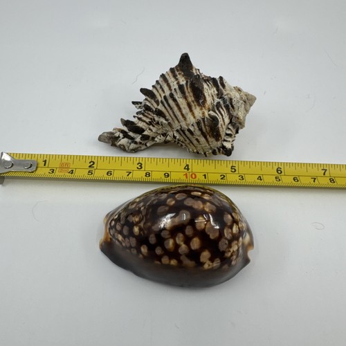 Vintage hawaii seashell - vintage,