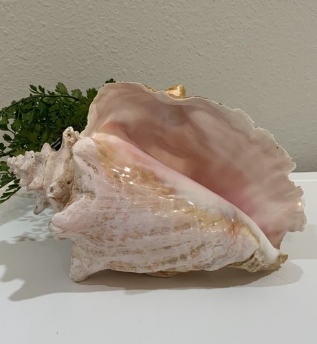 Vtg natural conch sea - lg,