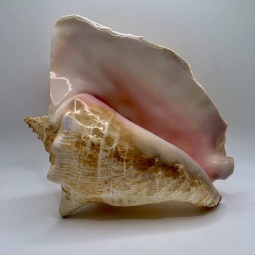 Conch seashell 7 - seashell, 9"