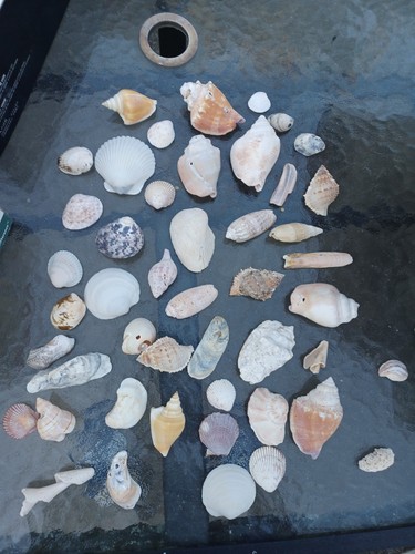 Sea shells seashells - 47,