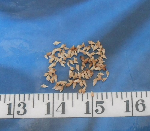 Auger cerithium shells - auger/cerithium,