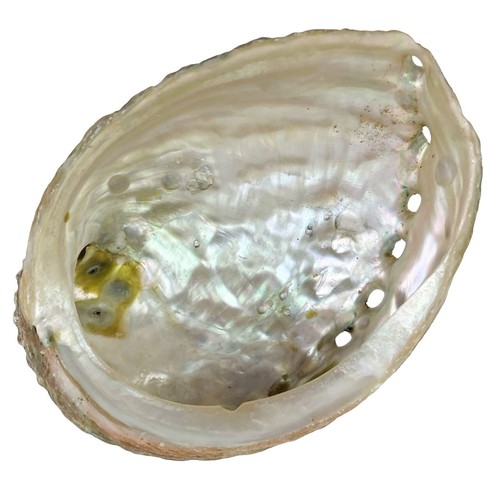 Vintage natural abalone sea - vintage,