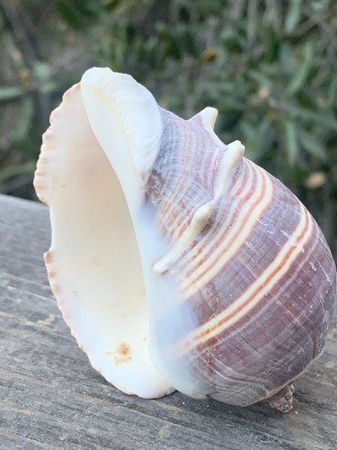 King crown conch seashell - king,