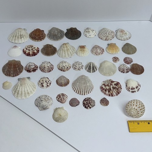 Vintage lot seashells - lot,