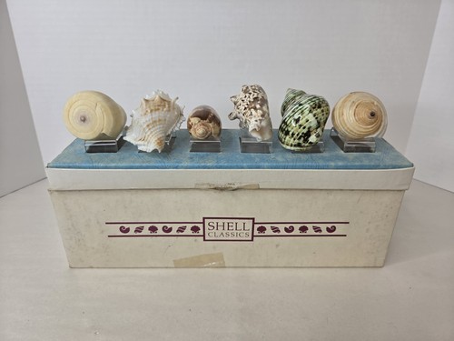 Vintage seashell collector - vintage,