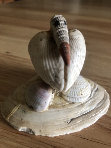 Vintage sea shell handmade - shell,